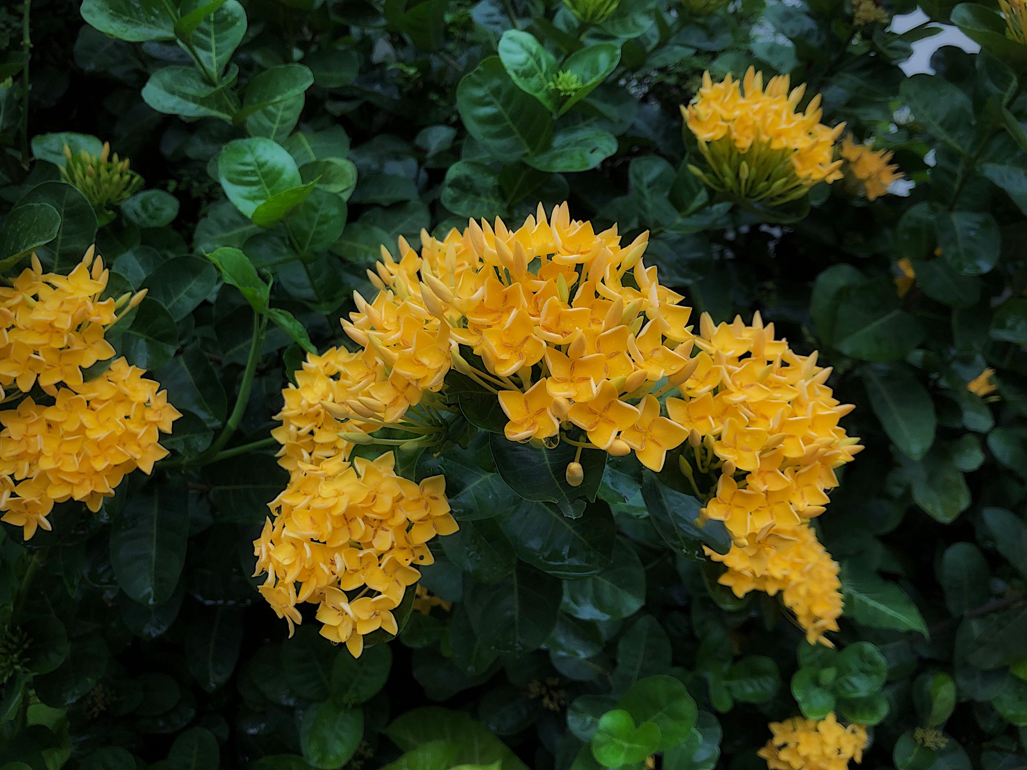 Varietas Warna Asoka