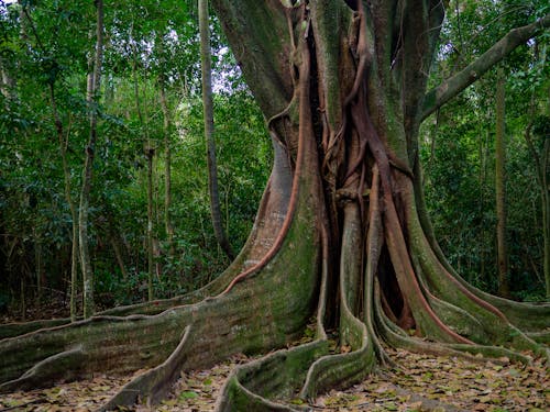 Akar gantung beringin