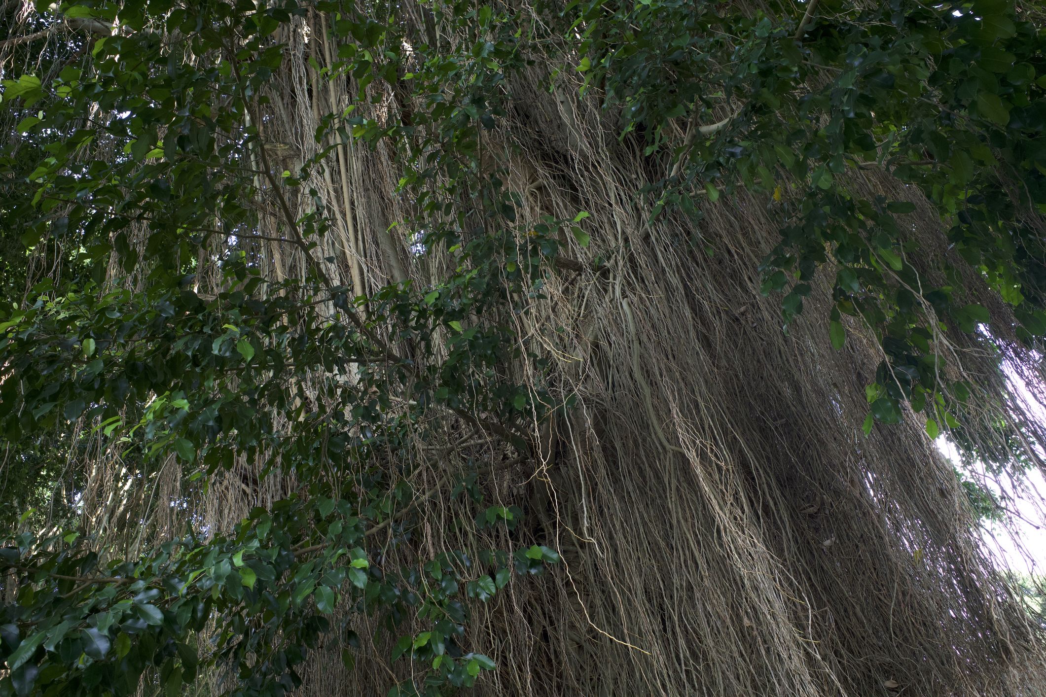 Tajuk beringin yang rindang