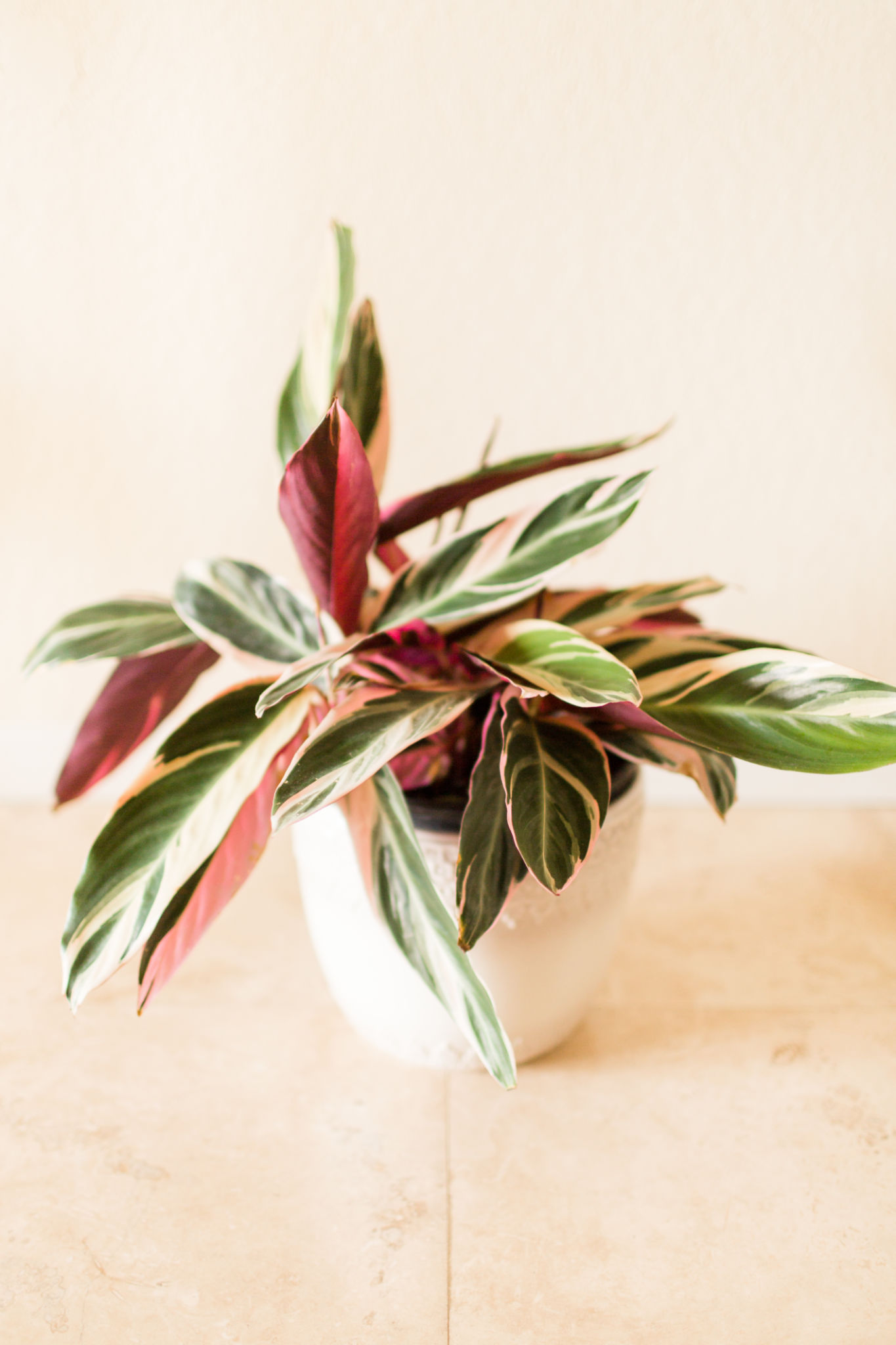 Daun Kalatea Bagian Bawah