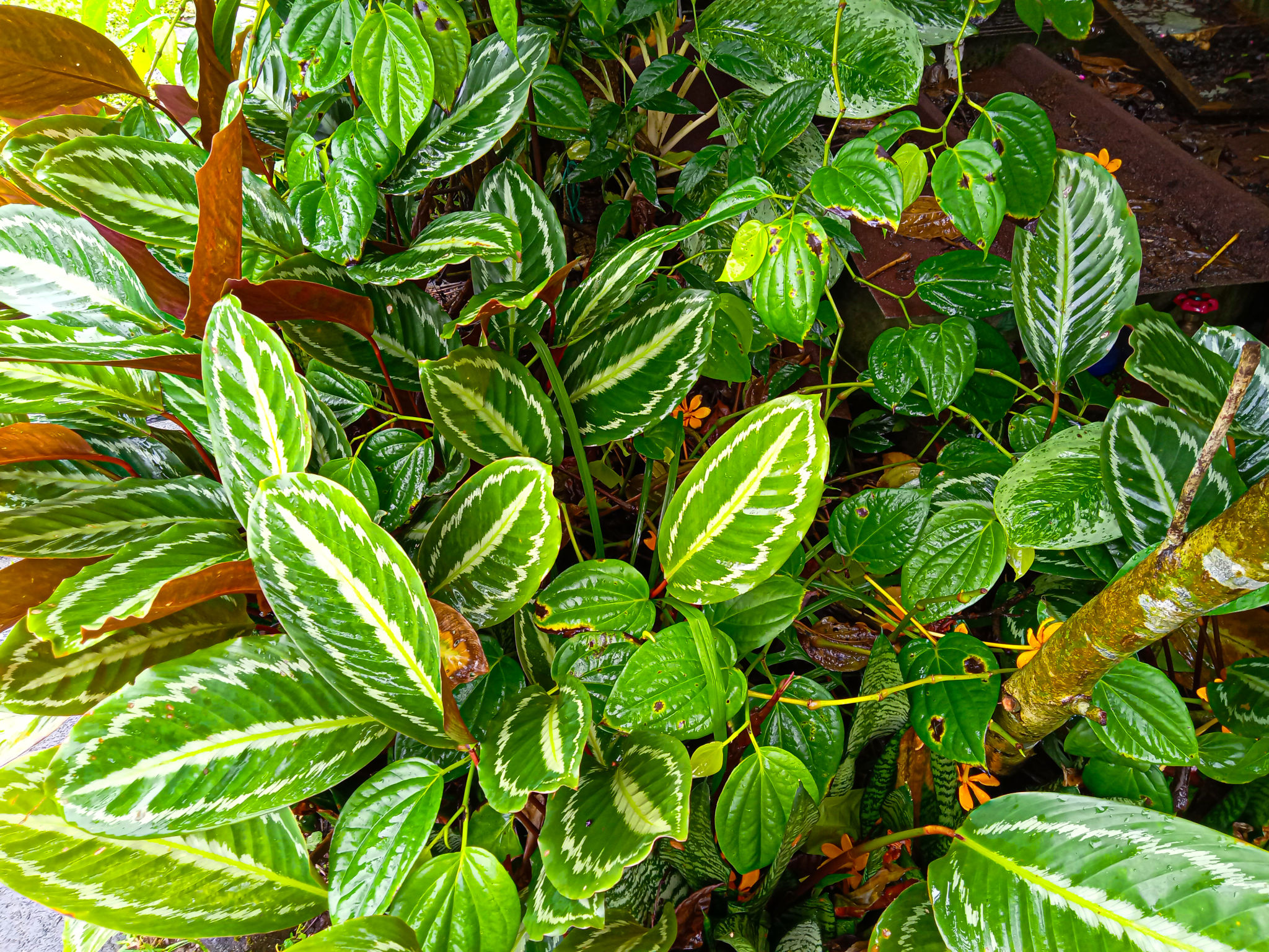 Kalatea di Area Teduh