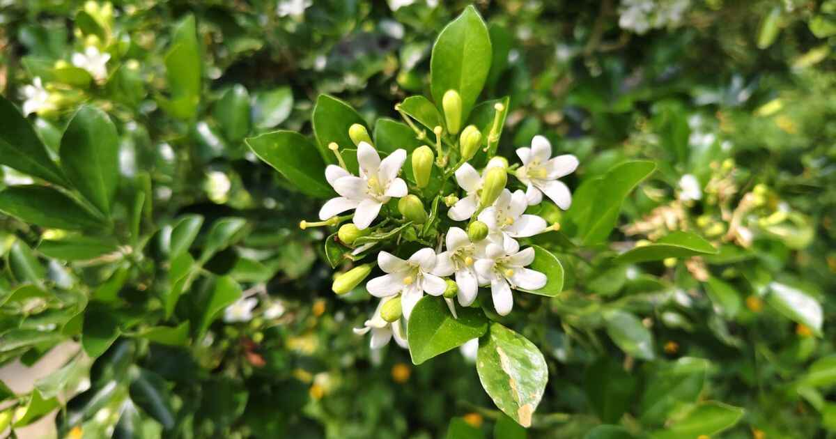 Kemuning sebagai pagar taman