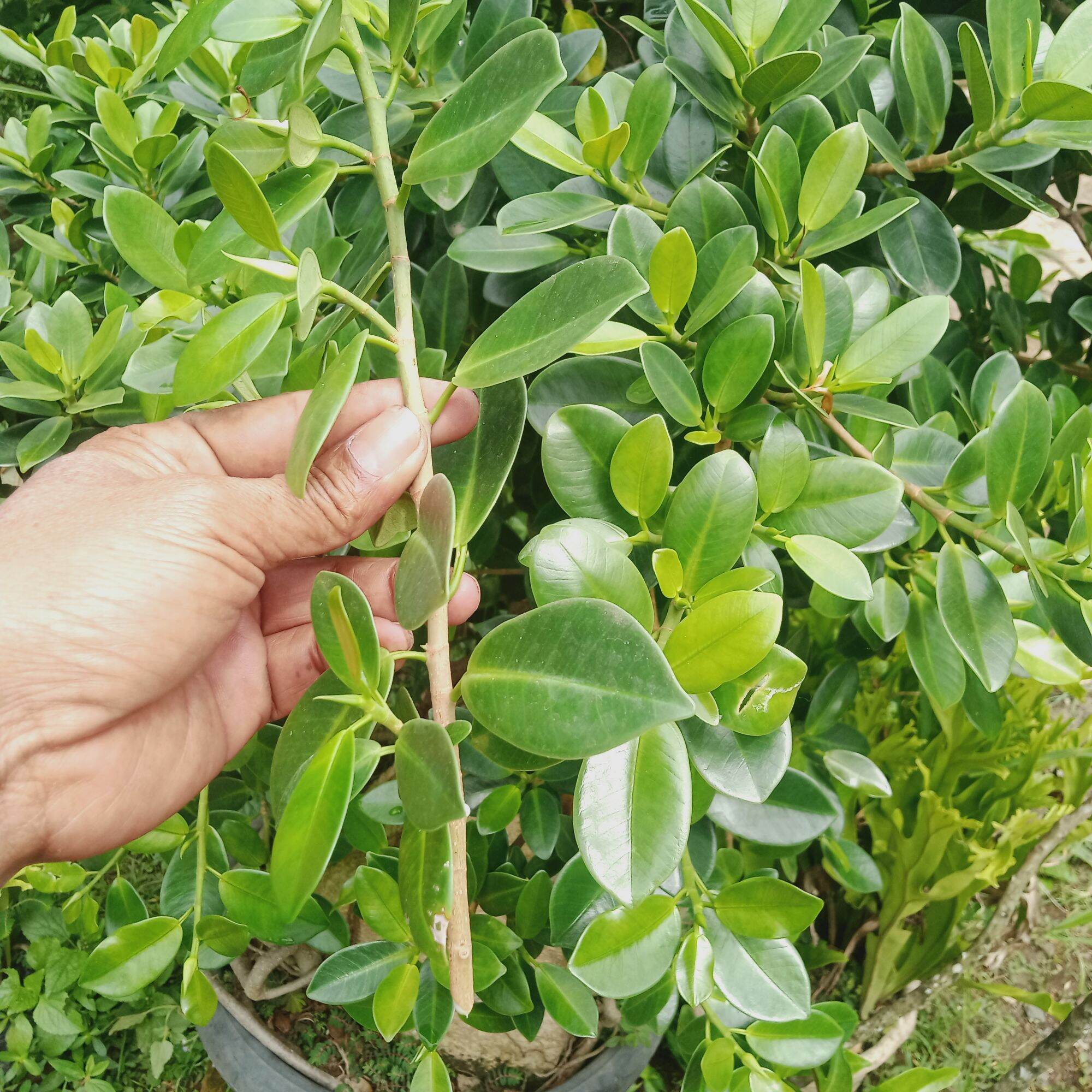 Kimeng sebagai bonsai