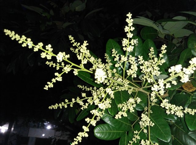 Dompolan Buah Klengkeng