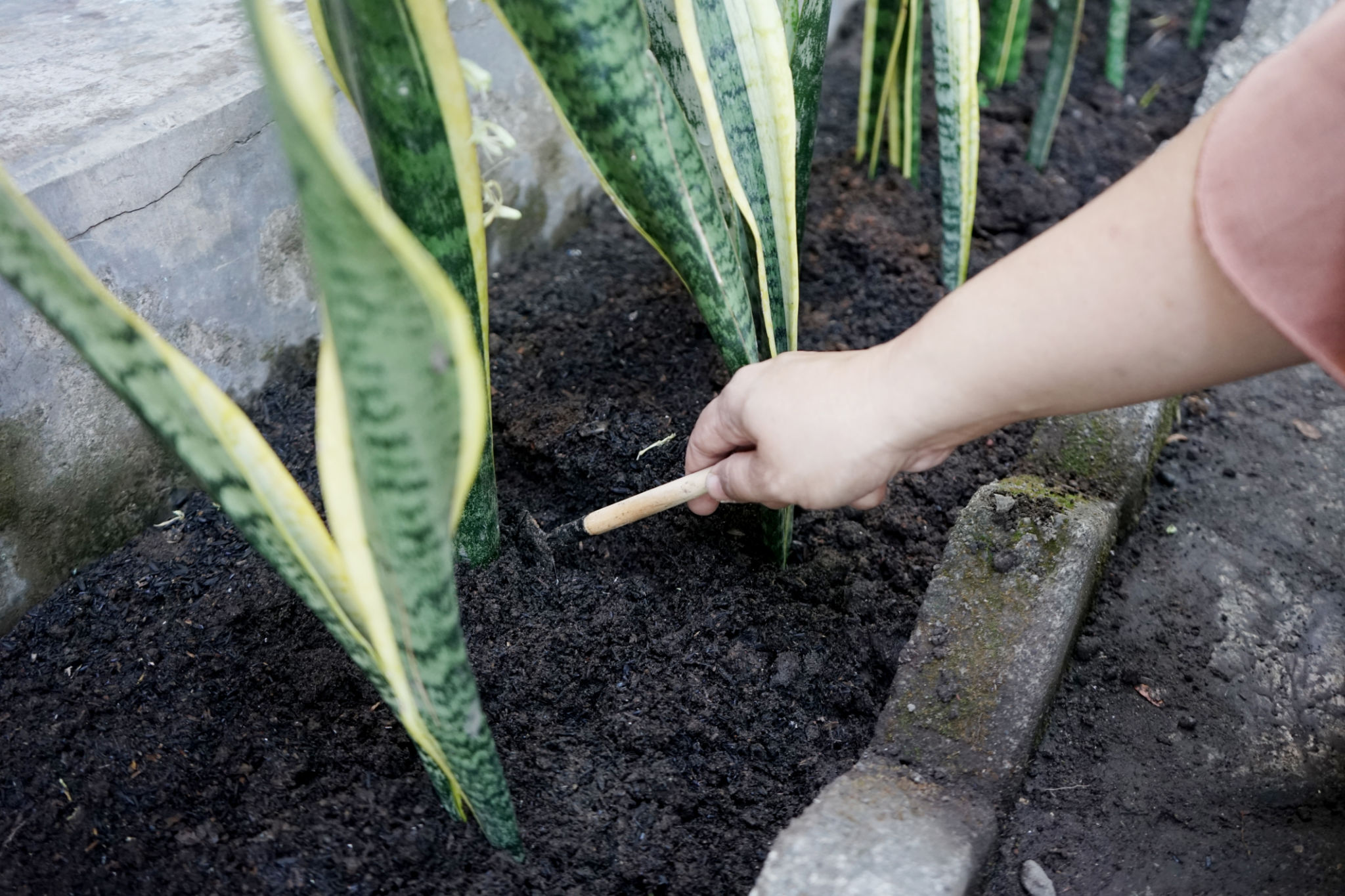 Lidah Mertua Varietas