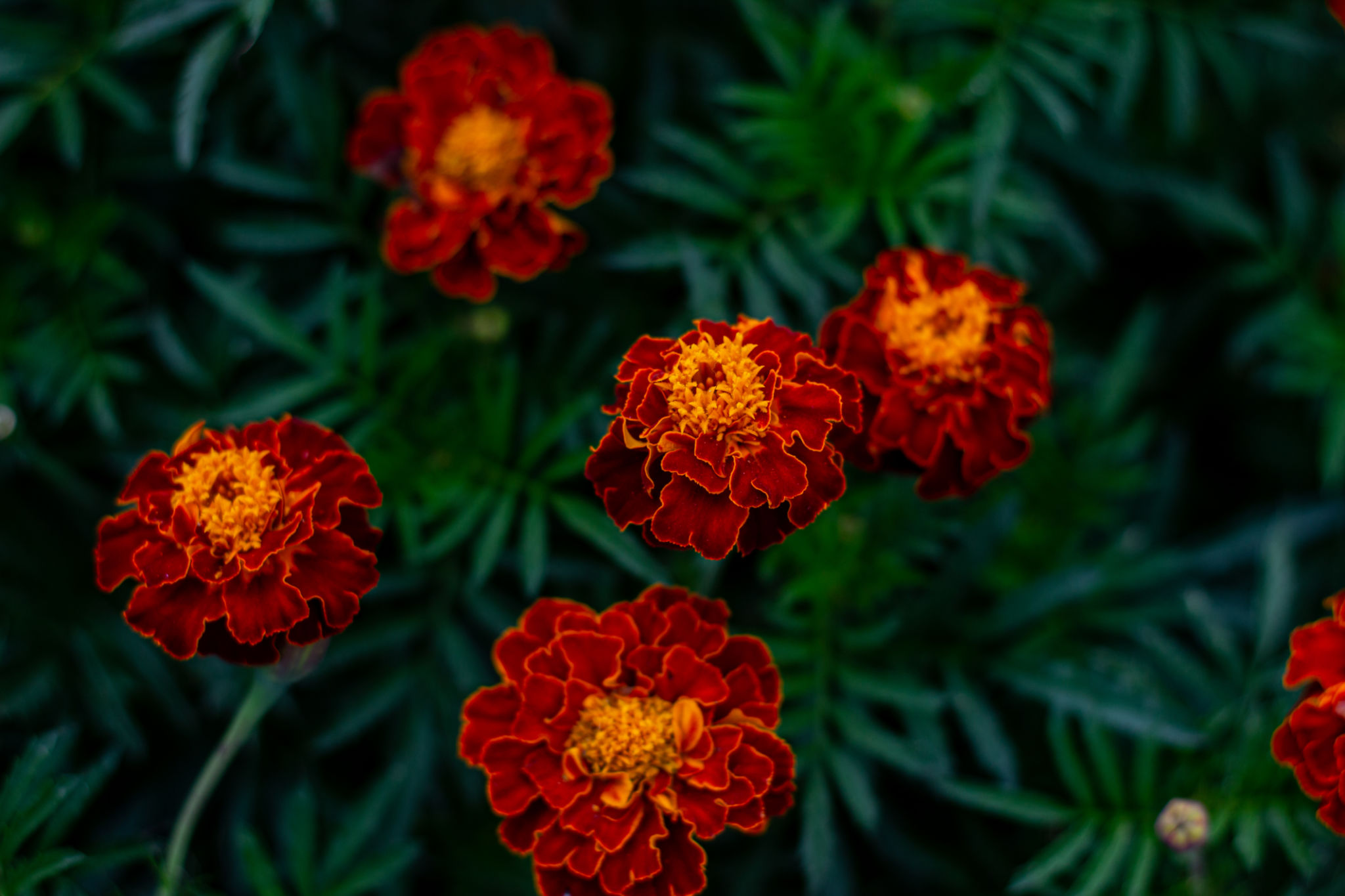 Varian Marigold