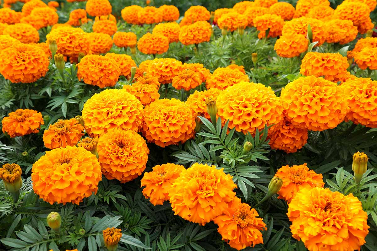 Marigold dan Penyerbuk