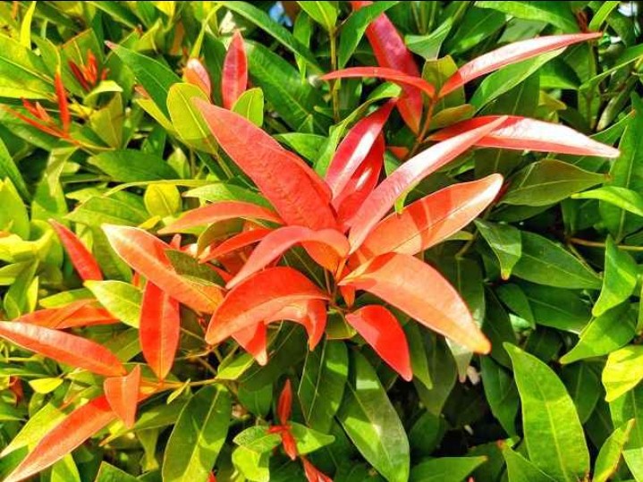 Daun Merah Pucuk Merah