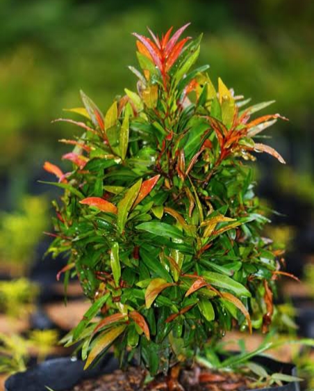 Pucuk Merah Sebagai Pagar