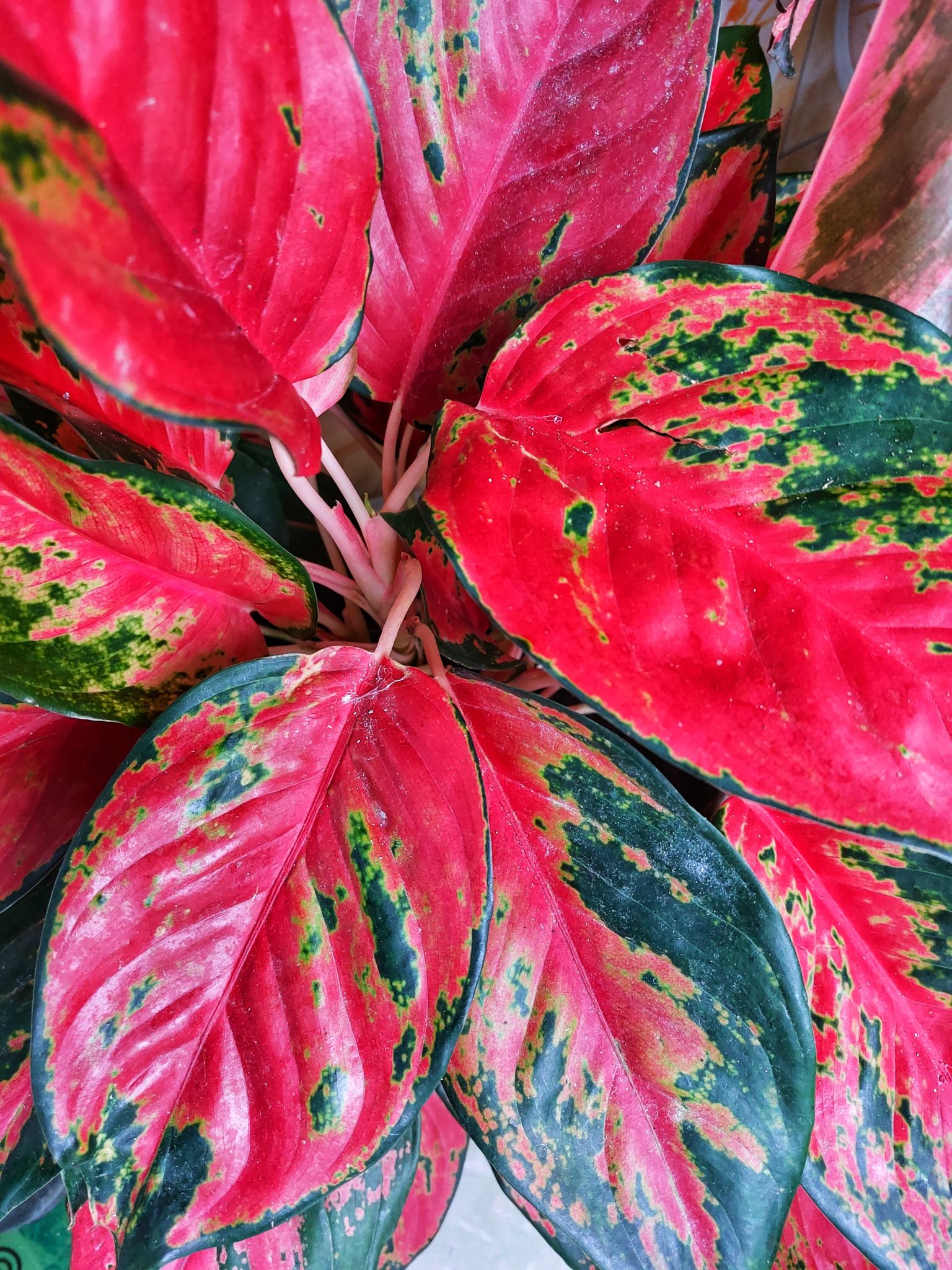 Daun Aglonema Big Roy