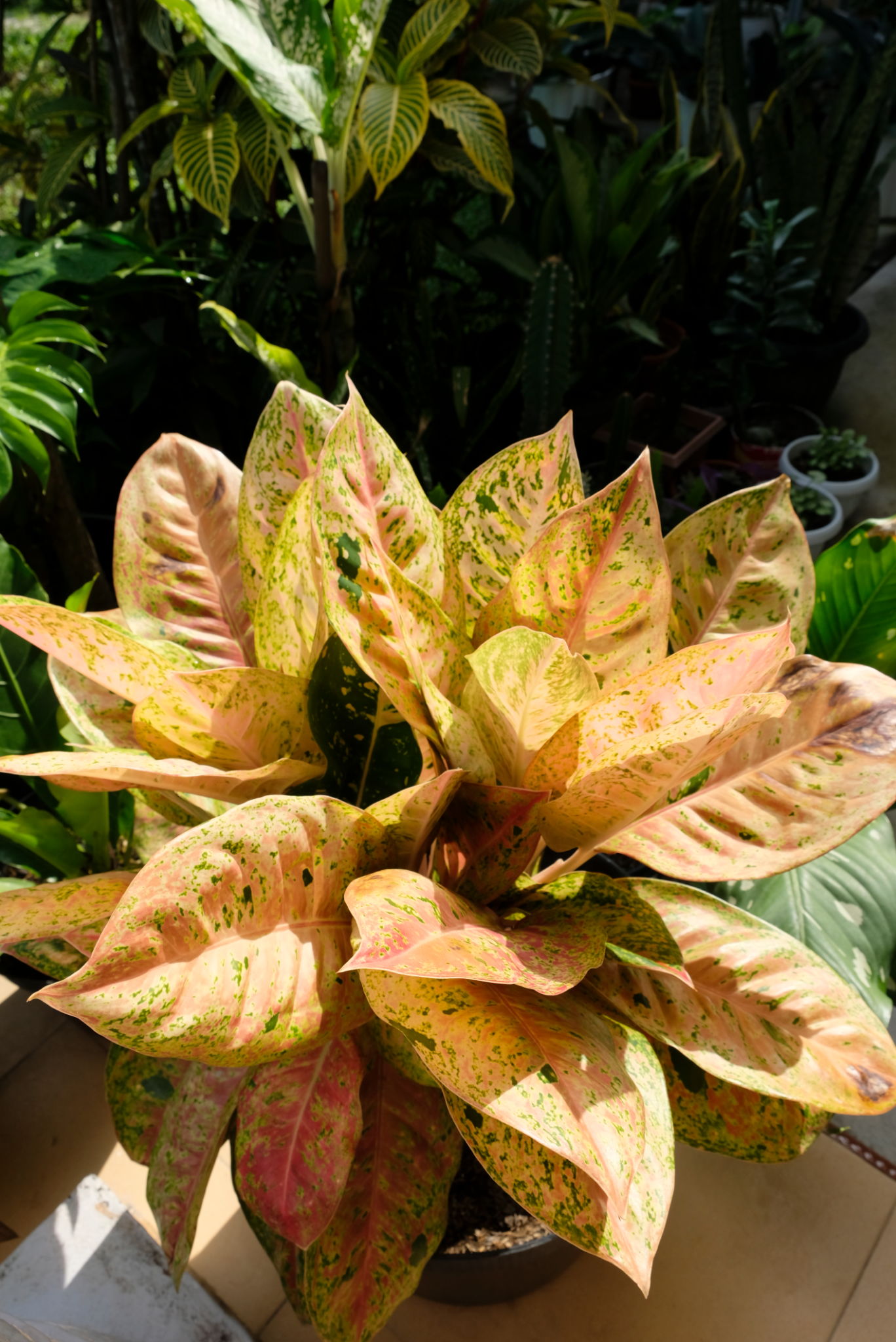 Aglonema Big Roy di Area Teduh