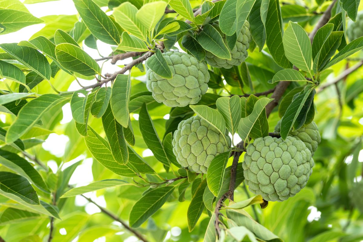 Daun Srikaya