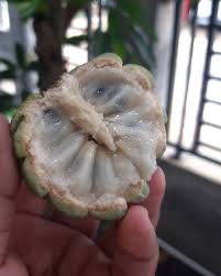 Pohon Srikaya