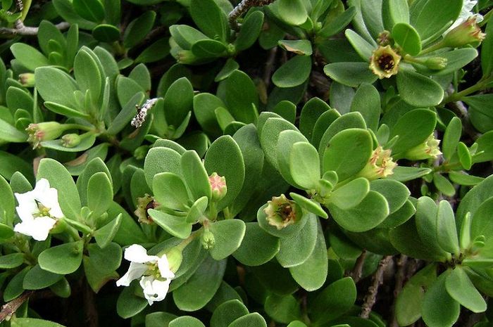 Stigi di habitat pesisir