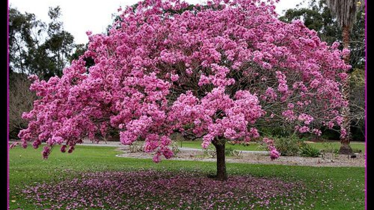 Tabebuya Pink Berbunga