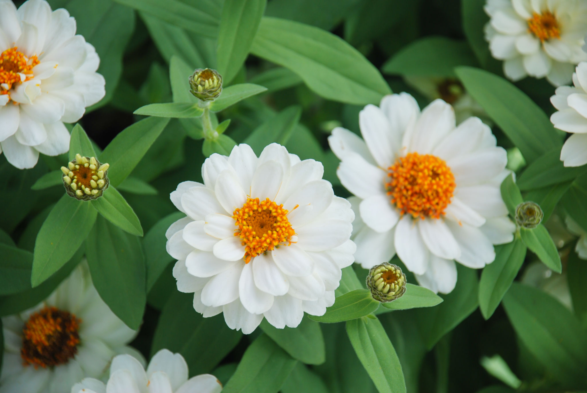Zinnia dan Penyerbuk